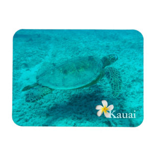 Hawaiian Green Zee Turtle Magneet