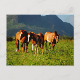 Hawaiian Horses Briefkaart