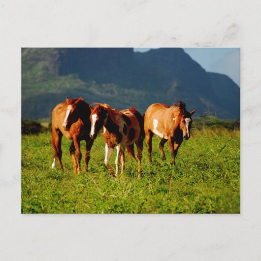 Hawaiian Horses Briefkaart (Voorkant)