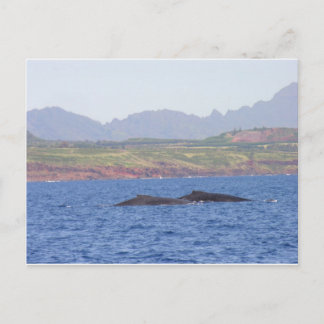 Hawaiian Humpback Whales Briefkaart