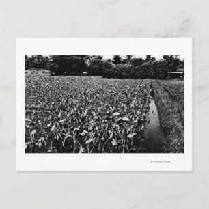 Hawaiian IslandsTaro Field PhotographyHawaii Briefkaart