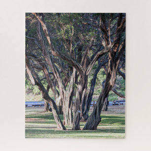 Hawaiian Kiawe Tree puzzel