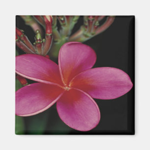 Hawaiian Magnet Magneet
