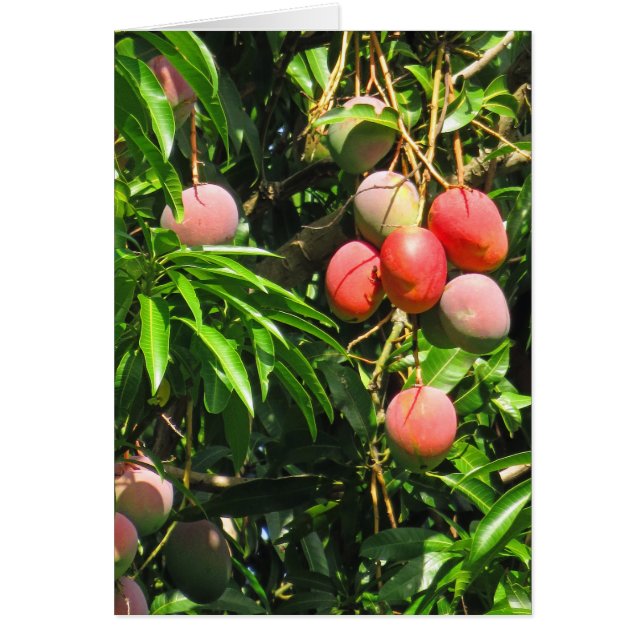 Hawaiian Mango (Voorkant)