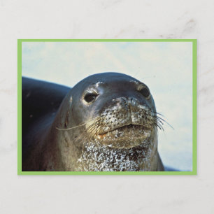 Hawaiian Monk Seal Briefkaart