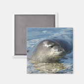 Hawaiian Monk Seal Magnet Magneet (Voorkant / Achterkant)