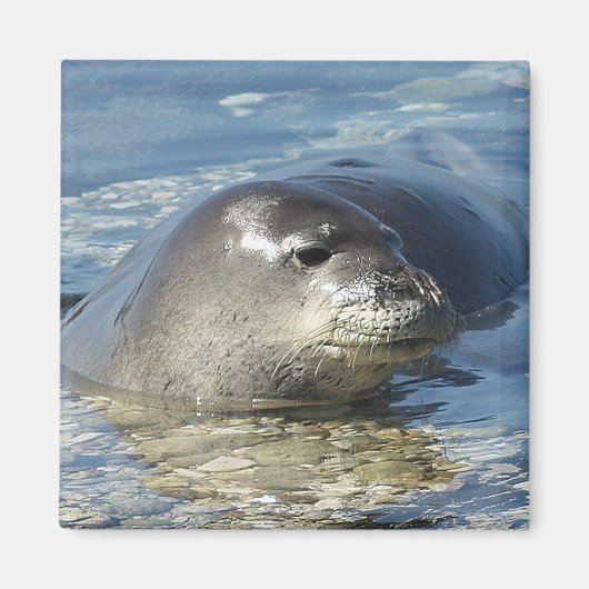Hawaiian Monk Seal Magnet Magneet (Voorkant)