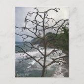 Hawaiian Ocean Beach Tree Foto Uitzicht Briefkaart (Voorkant)