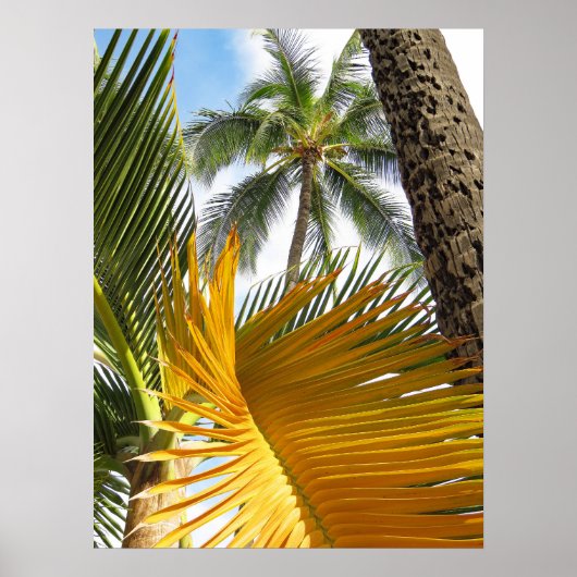 Hawaiian Palms Poster (Voorkant)