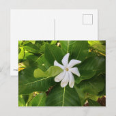 Hawaiian Pikake Jasmine Blossom Briefkaart (Voorkant / Achterkant)