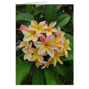 Hawaiian Plumeria