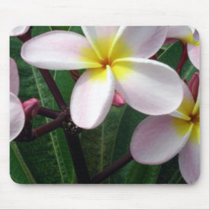 Hawaiian Plumeria Flowers Muismat