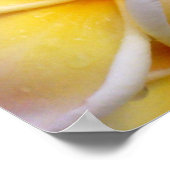 Hawaiian Plumeria Poster (Hoek)