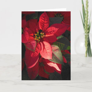 Hawaiian Poinsettia Feestdagen Kaart