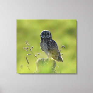 Hawaiian Pueo Canvas Afdruk