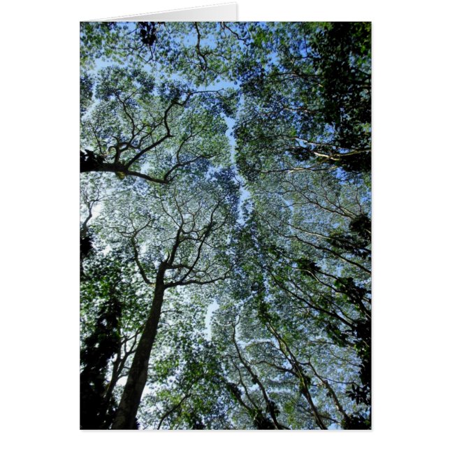 Hawaiian Rain Forest Canopy (Voorkant)