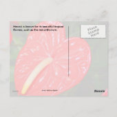 Hawaiian Red Anthurium Flowers Briefkaart (Achterkant)