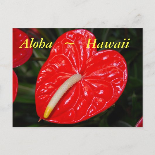 Hawaiian Red Anthurium Flowers Briefkaart (Voorkant)