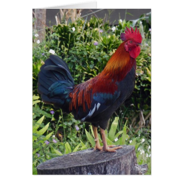 Hawaiian Rooster (Voorkant)