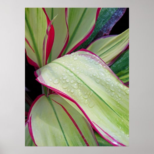 Hawaiian Ti Plant Poster (Voorkant)