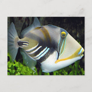 Hawaiian Tropical Fish Briefkaart