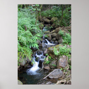 Hawaiian Tropical Stream Print