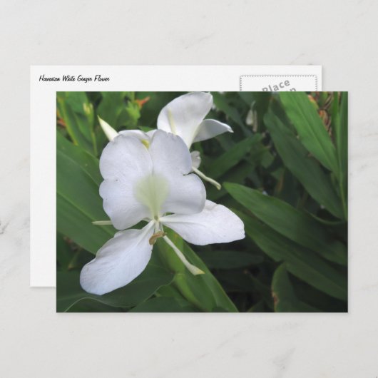 Hawaiian White Ginger Flower Briefkaart (Voorkant / Achterkant)