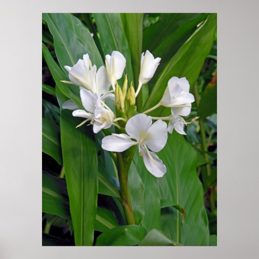 Hawaiian White Ginger Poster (Voorkant)