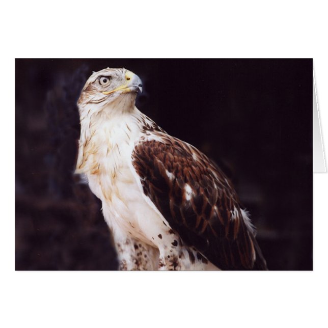 Hawk (Voorkant Horizontaal)