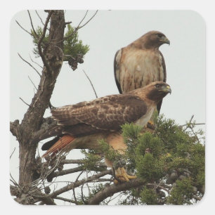 Hawk 2 Sticker