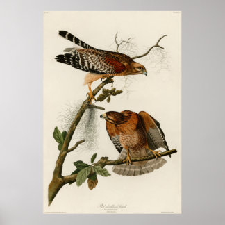 Hawk, Bord 56 - Audubon Poster
