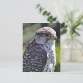 Hawk Briefkaart (Staand voorkant)