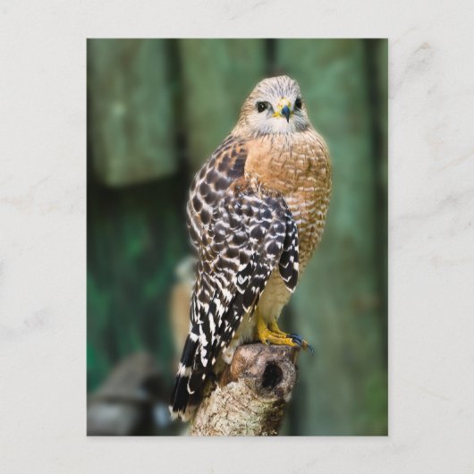 Hawk Briefkaart (Voorkant)