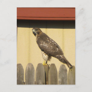Hawk briefkaart