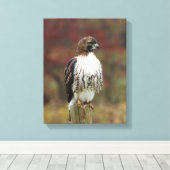 Hawk Canvas Afdruk (Insitu (Houten vloer))