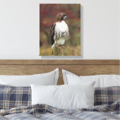 Hawk Canvas Afdruk (Insitu (Slaapkamer))