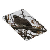 Hawk die naar achteren kijkt Magnet Magneet (Rechterzijde)