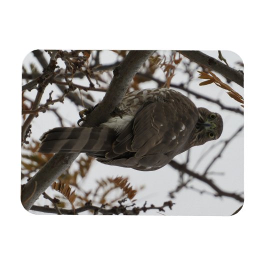 Hawk die naar achteren kijkt Magnet Magneet (Horizontaal)
