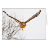 Hawk en vol (Devant horizontal)