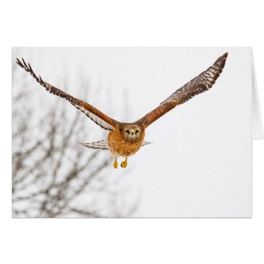 Hawk en vol (Devant horizontal)