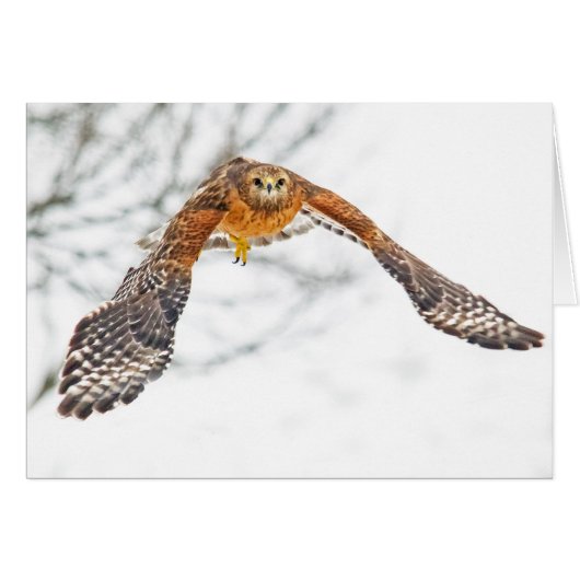 Hawk en vol (Devant horizontal)