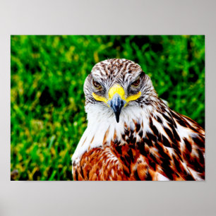 Hawk Eyes — impression d'art