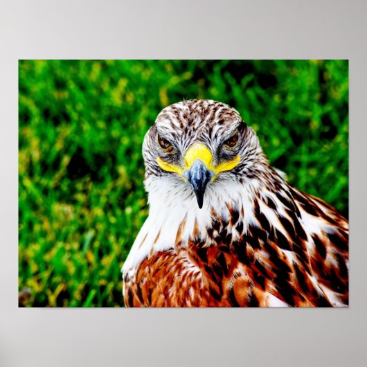 Hawk Eyes — impression d'art (Devant)
