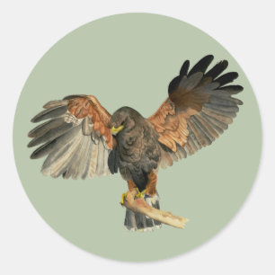 Hawk Flapping Wings Waterverf Schilderen Ronde Sticker