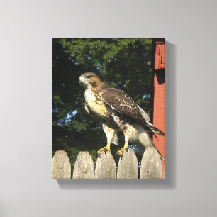Hawk gewikkeld canvas print