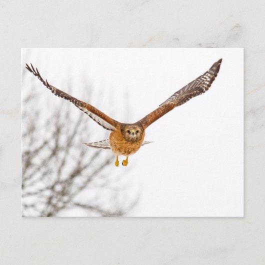 Hawk in vlucht briefkaart (Voorkant)