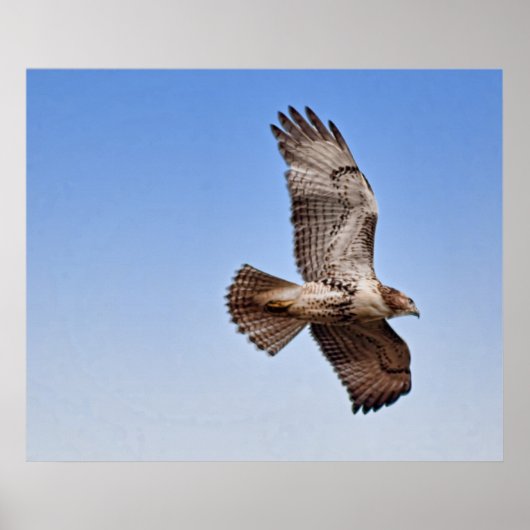 Hawk in vlucht poster (Voorkant)