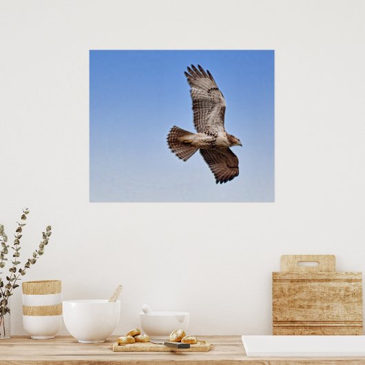 Hawk in vlucht poster (Keuken)