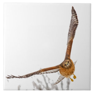 Hawk in vlucht tegeltje