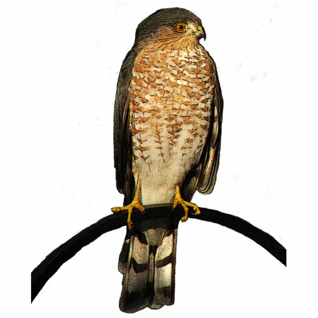 Hawk Kersthangen Acrylische Fotobeeldje Ornament (Voorkant)